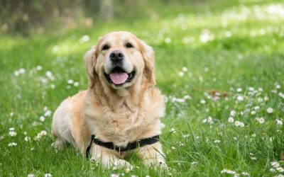 A beautiful reminder of our furry friends