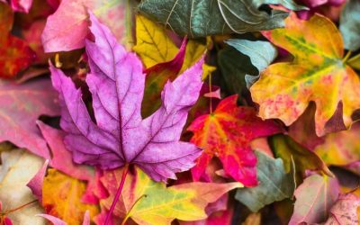 Leaves, leaves everywhere