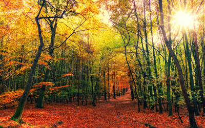 Do you love the Autumn leaves?